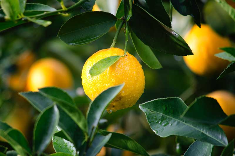 Horticulture Fruit Produce Image
